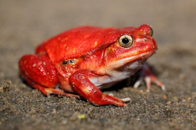 Лягушка-помидор M (Dyscophus antongilii)